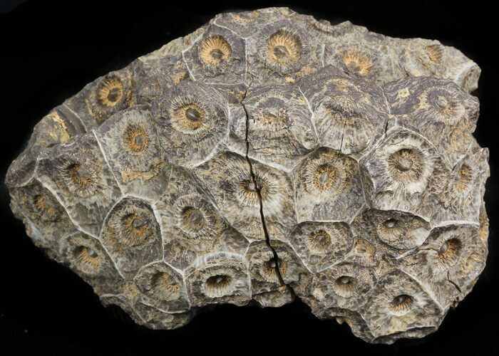 Bargain Fossil Coral (Actinocyathus) Head - Morocco #44888